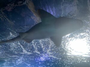 CE1-CE2 et CE2 : Sortie de fin d’année à l’aquarium de La Rochelle