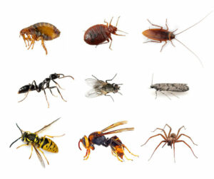 CE1-CE2 : chanson “Mille milliards d’insectes”