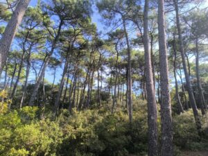 L’automne au Bois Saint Jean